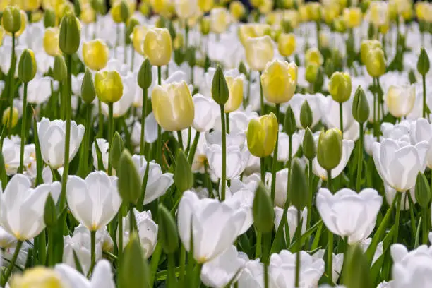 Photo of Flowerbed of yellow and white blooming tulips