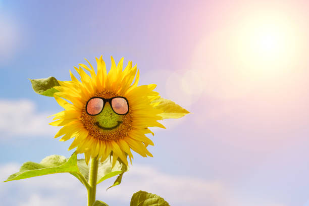 istock Sunflower with glases. Happy summer life 1150744428