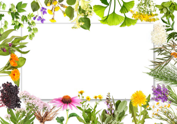 пустая этикетка с медицинскими растениями 2 - lavender lavender coloured flower homeopathic medicine стоковые фото и изображения