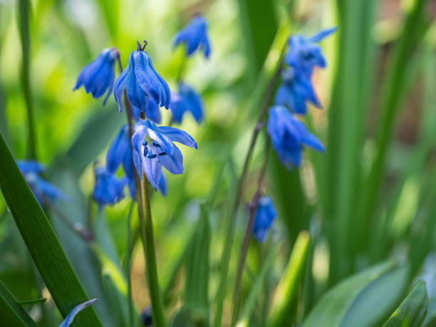 istock Small spring blue primroses flowers Stsilla on a forest clearing 1150745624