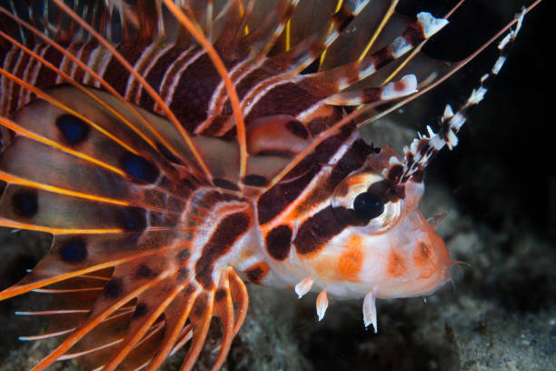 istock Spotfin Lionfish in Indonesia 1150745638