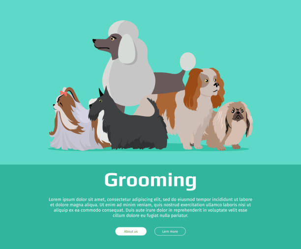 개 미용 배너입니다. 긴 머리 개 품종 - grooming dog pets poodle stock illustrations