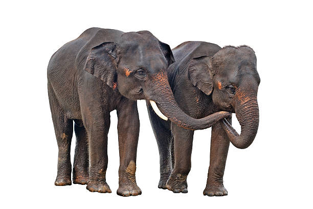 istock asian elephants isolated on white background 115074646
