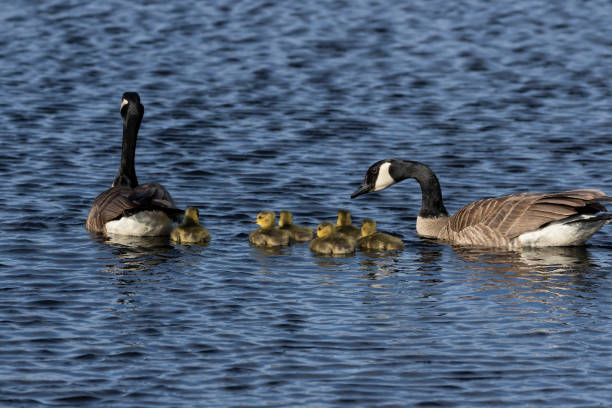 istock Canada geese swimming with thier goslings on the river. 1150746669