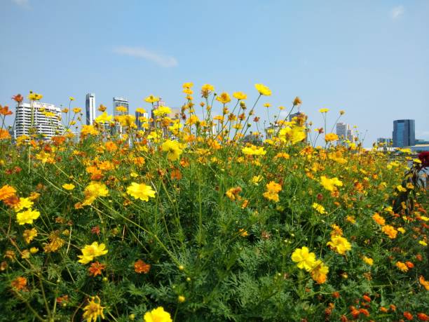 istock Sulfur Cosmos or Yellow Cosmos 1150748411