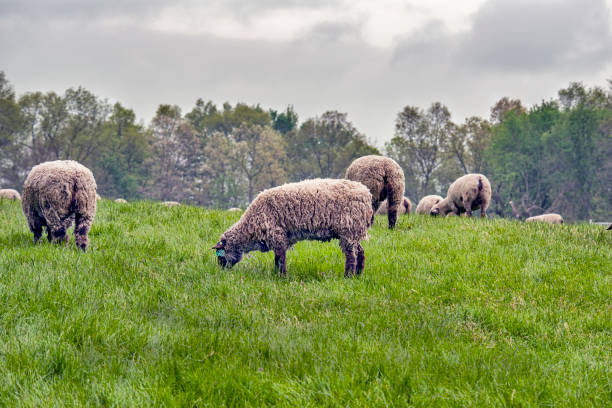 istock Sheep Grazing in Field 1150749031