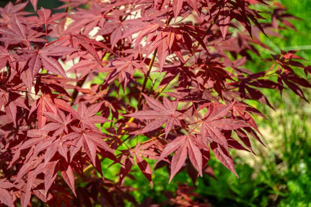 Close-up of graceful red leaves of Japanese Maple, Acer palmatum Atropurpureum tree with purple leaves in beautiful spring garden