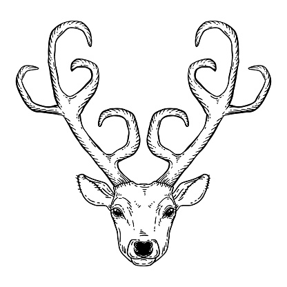Hand Drawn Deer Head Tribal Style Stock Illustration - Download Image Now -  Animal, Animal Body Part, Animal Head - iStock