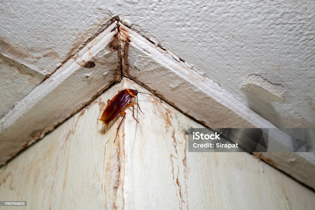 Dirty insect Cockroach on the ceiling in the toilet Animal Stock Photo