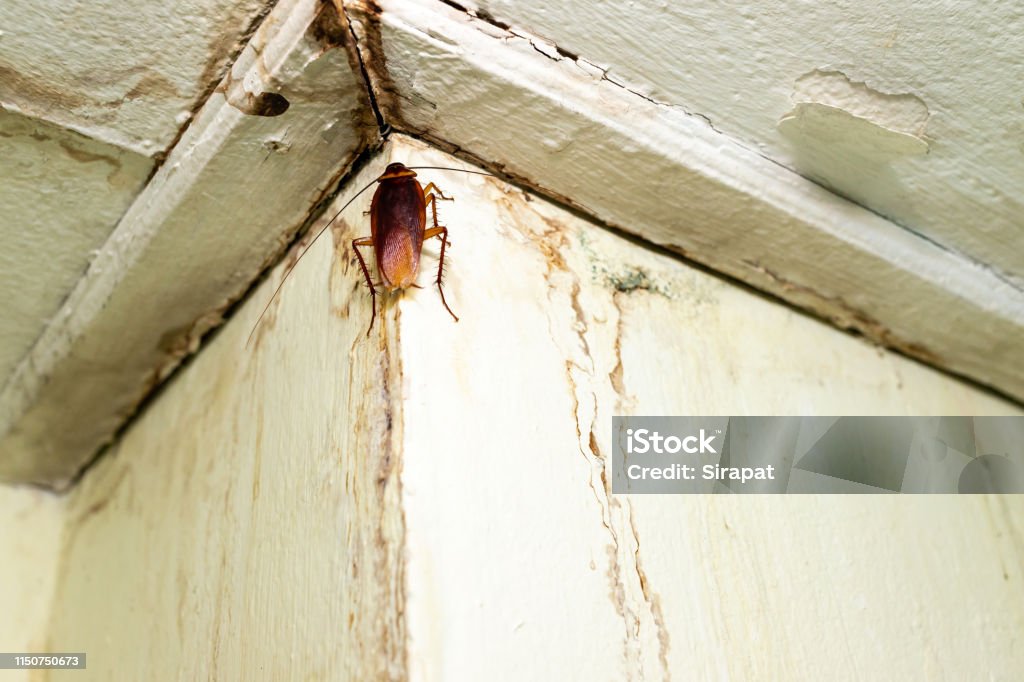 Dirty insect Cockroach on the ceiling in the toilet Animal Stock Photo