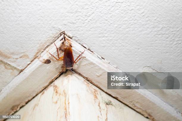 Dirty Insect Stock Photo - Download Image Now - Animal, Built Structure, Ceiling