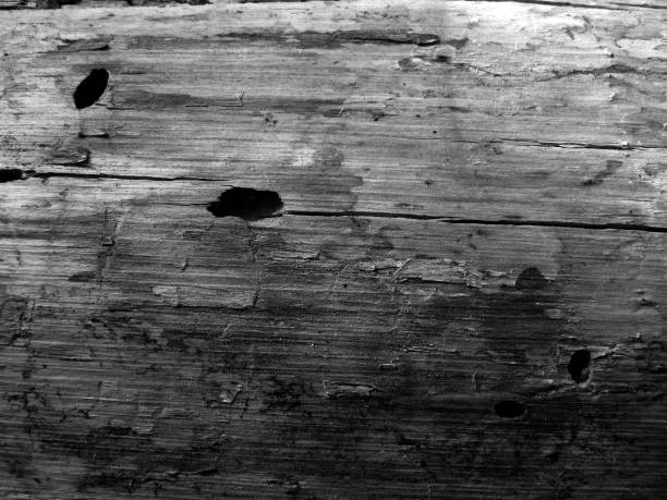 istock The texture of the old tree. Background for design and decoration. 1150751074