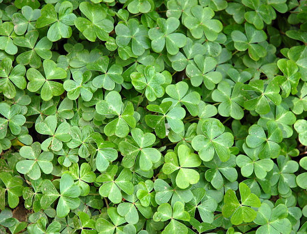 clovers w irish! - four leaves zdjęcia i obrazy z banku zdjęć