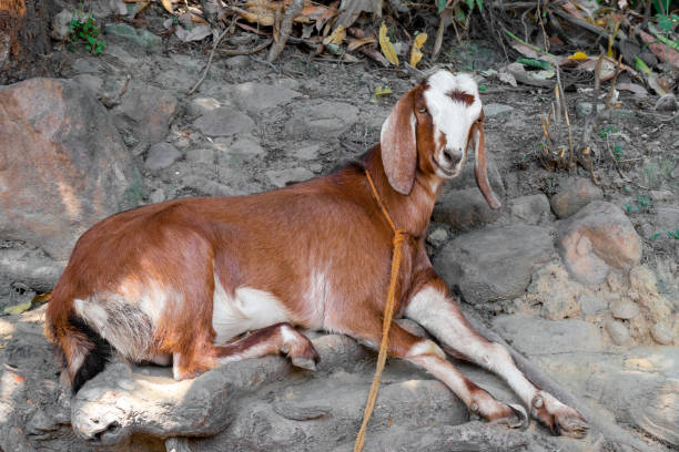 In a rural setting, a goat stands near a stone wall. Its unique horns and facial markings highlight its character against the rustic backdrop. The scene captures farm life.