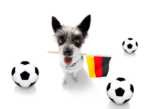 istock soccer football dog 1150752452