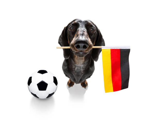 istock soccer football dog 1150752501
