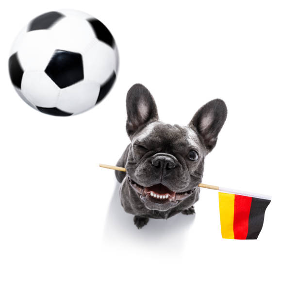 istock soccer football dog 1150752783