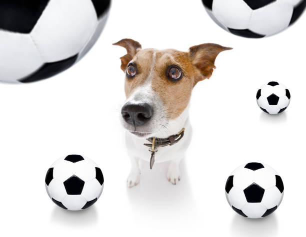 istock soccer football dog 1150752798