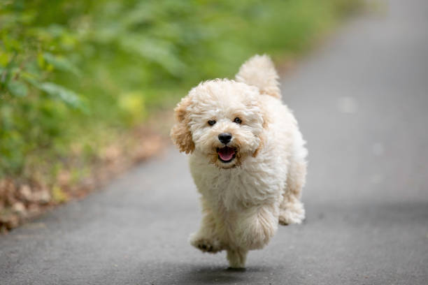 Maltipoo dog Adorable Maltese and Poodle mix Puppy (or Maltipoo dog), running and jumping happily, in the park poodle stock pictures, royalty-free photos & images