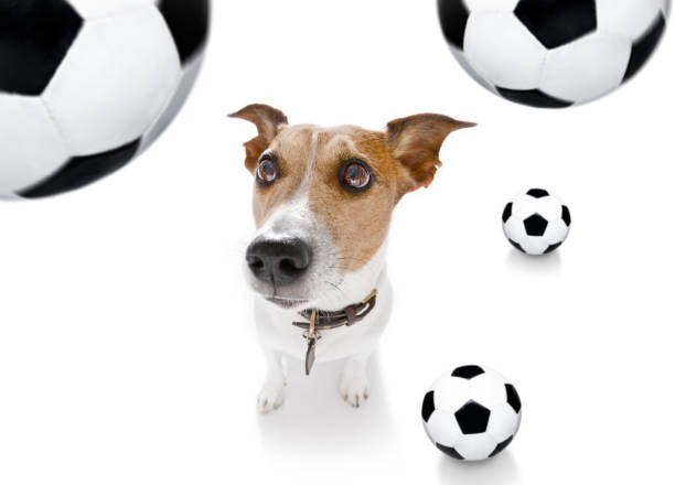 istock soccer football dog 1150752971