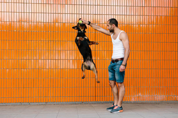 young man, Rottweiler, dog, guard dog, summer, portrait