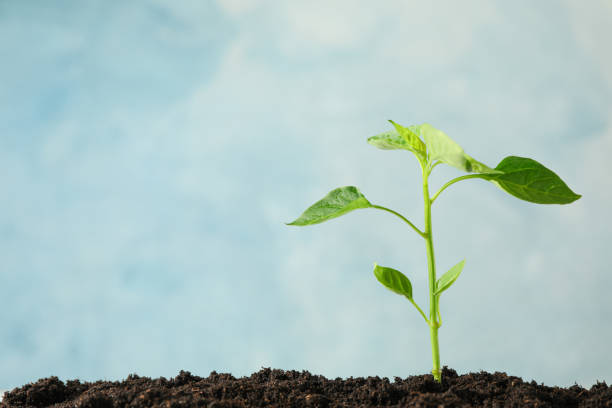 istock Seedling in black soil against light background, space for text. Environmental protection 1150753056