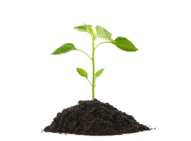 istock Saplings seedlings in black soil isolated on white background. Environmental protection. Agriculture 1150753068
