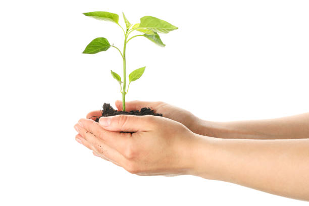 istock Woman hands holding seedling in black soil, isolated on white background. Environmental protection 1150753077