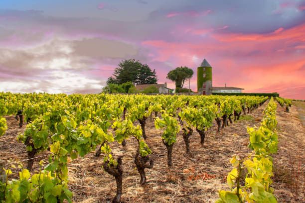 Monnières. Nantes vineyard in the spring. Loire-Atlantique. Loire Country stock photo