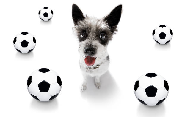 istock soccer football dog 1150753098