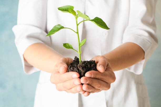 istock Female hands hold plant growing seedling against light background, space for text. Environmental protection 1150753101