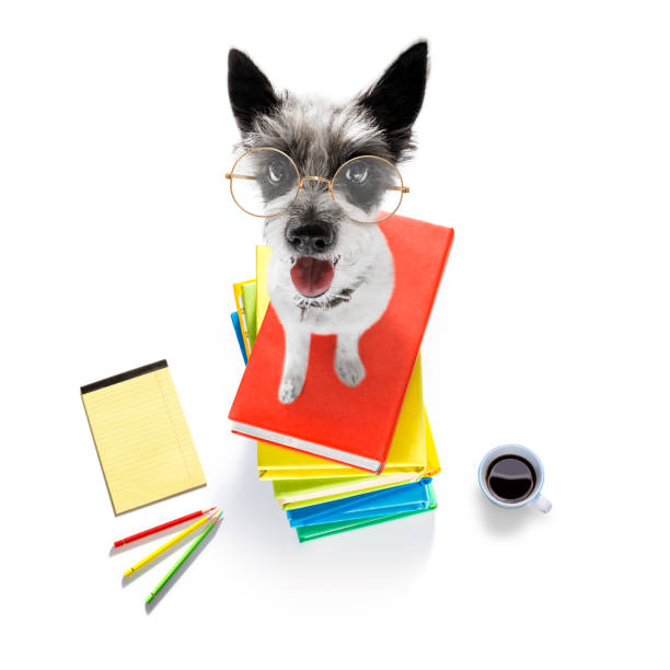 perro inteligente y libros - business training learning leadership fotografías e imágenes de stock