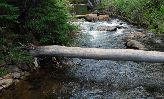 A fallen tree provides a natural bridge over a stream.