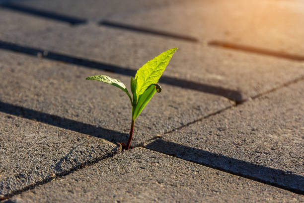 istock a small plant with green leaves grows on a paved sidewalk 1150753776