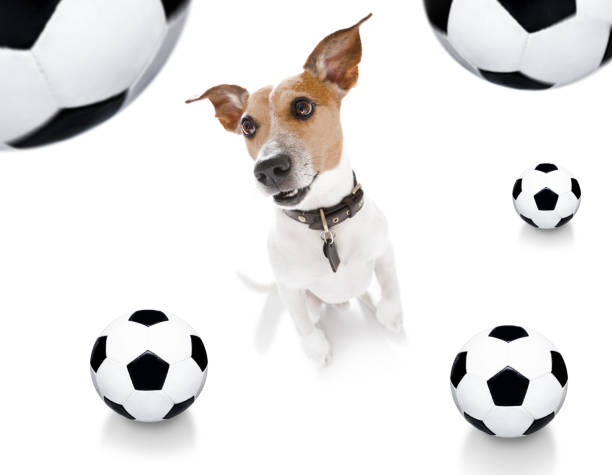istock soccer football dog 1150753787