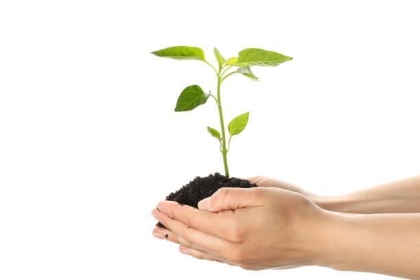 istock Woman hands holding seedling in black soil, isolated on white background. Environmental protection 1150753802