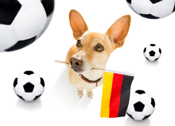 istock soccer football dog 1150753834