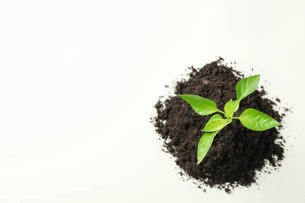 istock Saplings seedlings in black soil on white background, top view and space for text. Environmental protection. Agriculture 1150753841