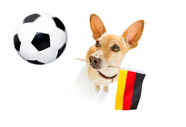 istock soccer football dog 1150753852