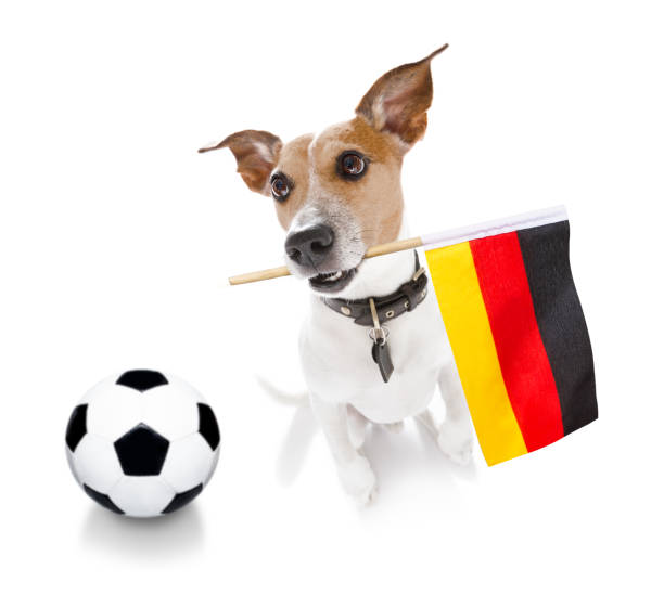 istock soccer football dog 1150753866