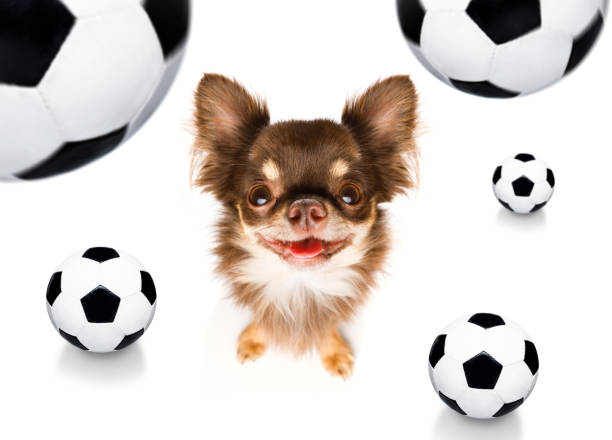 soccer football  chihuahua dog playing with leather ball  , isolated on white background and german  flag