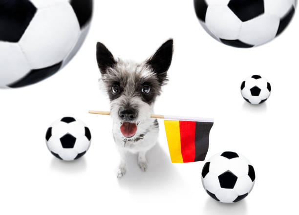 istock soccer football dog 1150753904