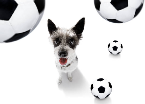 istock soccer football dog 1150753931
