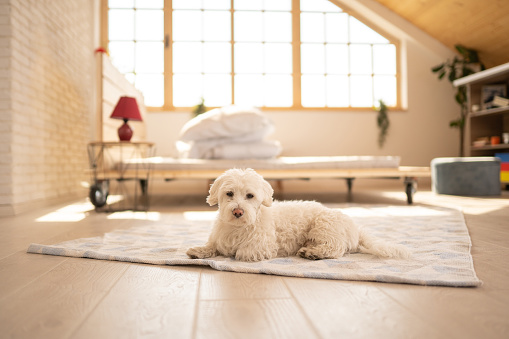 Fluffy Maltese dog lying on floor at home, lying on carpet and waiting owner to come back