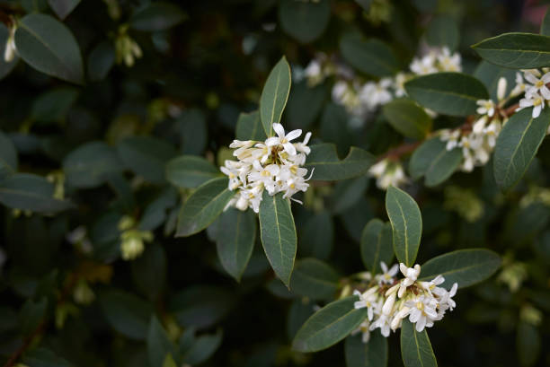 istock burkwood Osmanthus 1150756286