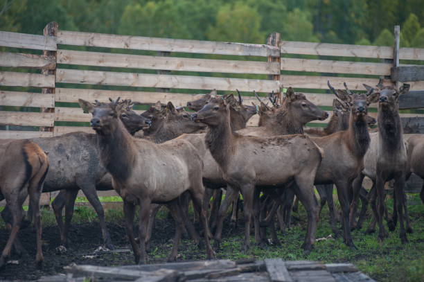 istock marals on farm in Altay 1150757157