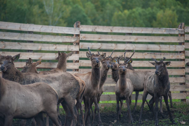 istock marals on farm in Altay 1150757165