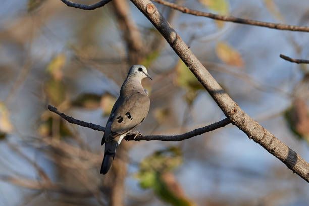 istock Black-billed wood dove (Turtur abyssinicus) 1150758359