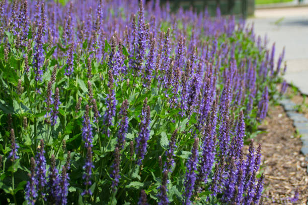 istock Lavender in the garden 1150758389