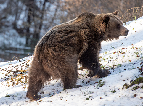 Brown bear in Trentino Italy